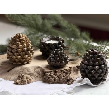 Žvakė ”Kankorėžis”